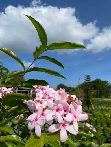 พุดชมพู