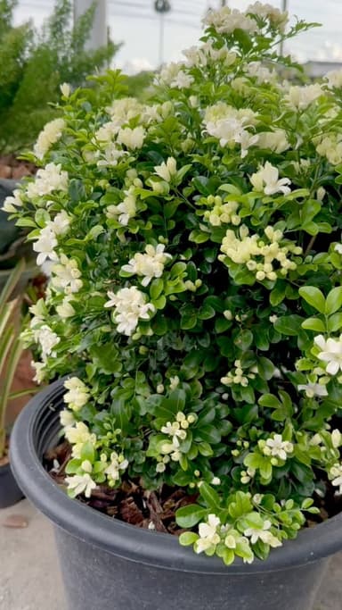 แก้วพวงดวงใจ