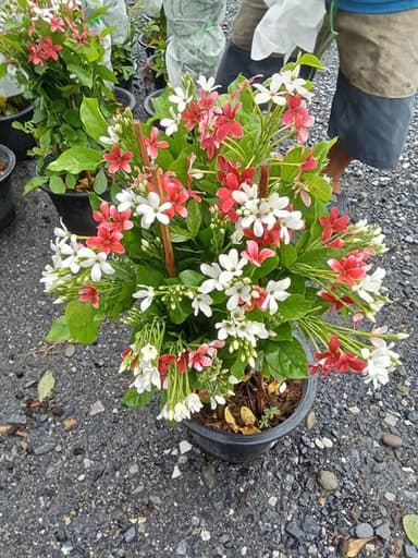 ต้นไม้เข้าใหม่ที่พนาการ์เดน 🌺