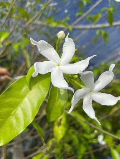 พุดกังหัน