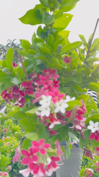 เล็บมือนางช่อตั้ง พันธุ์ใหม่