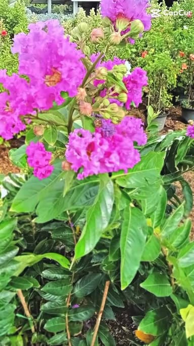 ม่วงส่าหรี - ต้นไม้พุ่มสวย