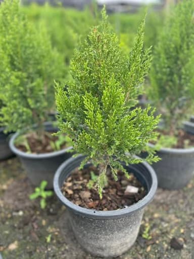 สนสามร้อยยอดแคระ