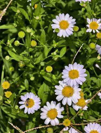 ไวท์มากาเร็ต ไม้พุ่มน่ารัก