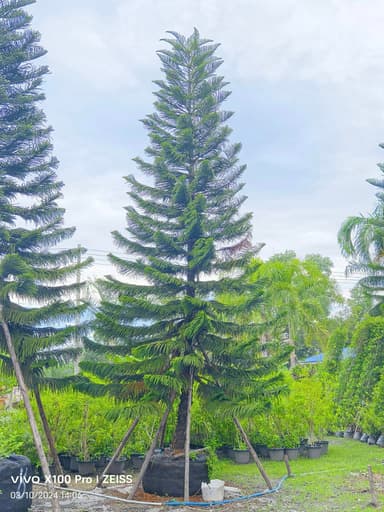 สนฉัตร