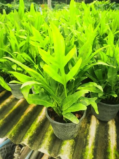 เฟิร์นฮาวาย กระถาง 6 นิ้ว