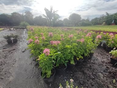 อเมริกันบิวตี้ กระถาง 6 นิ้ว