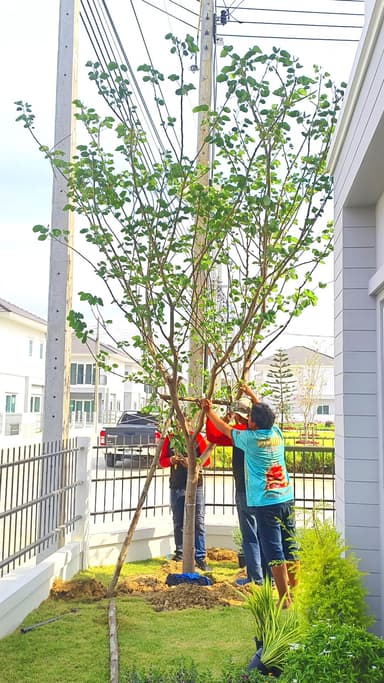 ต้นชงโค 4 ต้น 🌳🌳🌳🌳