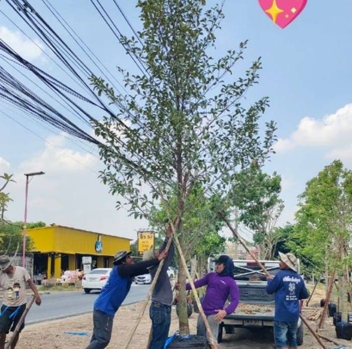 ร้าน ติ๊ก พรรณไม้