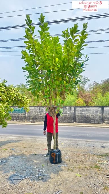 ต้นแก้วมุกดา 
