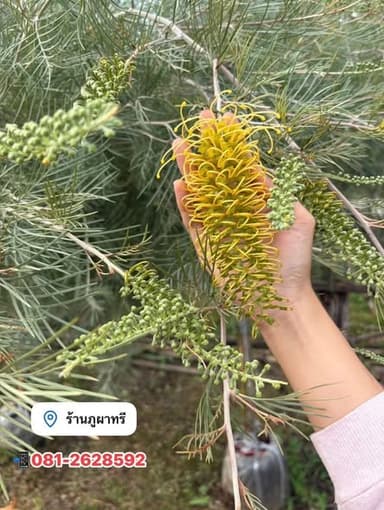 ต้นสนเกรวิเลีย ฟอร์มสวย