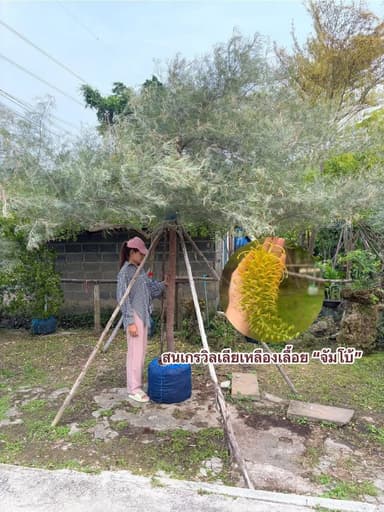 สนเกรวิเลียหลากสี ภูผาทรี