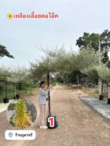 สนเกรวิเลียเหลืองเลื้อยตอโอ๊ค