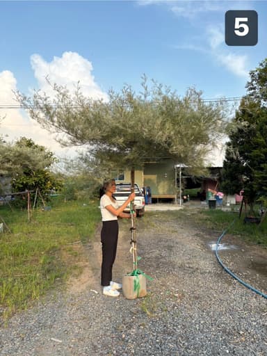 สนเกรวิลเลีย เหลืองเลื้อย