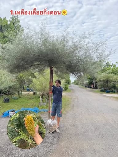 🌿 สนเกรวิเลียเหลืองเลื้อย (กิ่งตอน) ใบฟูหนา พร้อมจับจอง! 🌿