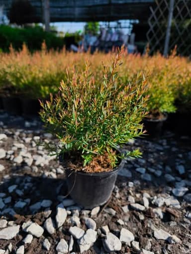 สนหอม & สนยูคาลิปตัส กระถาง 6 นิ้ว