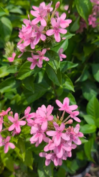 อเมริกันบิวตี้ กระถาง 6 นิ้ว