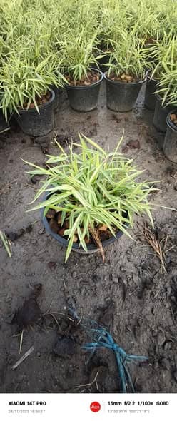 ไผ่เงิน กระถาง 6 นิ้ว