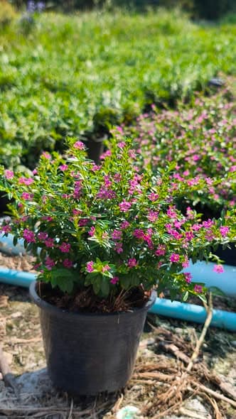 หลิวไต้หวัน ดอกสีแดง