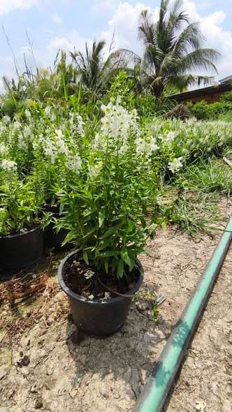 ต้นแวววิเชียร/ฟอร์เก็ตมีน็อตแคระ 🌼