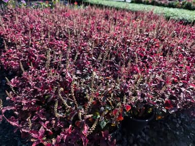 มณีล้อมเพชร & แดงชาลี กระถาง 6 นิ้ว