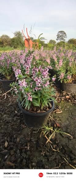 ต้นแวววิเชียร/ฟอร์เก็ตมีน็อตแคระ