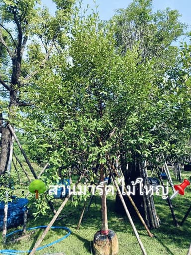 ต้นมั่งมี