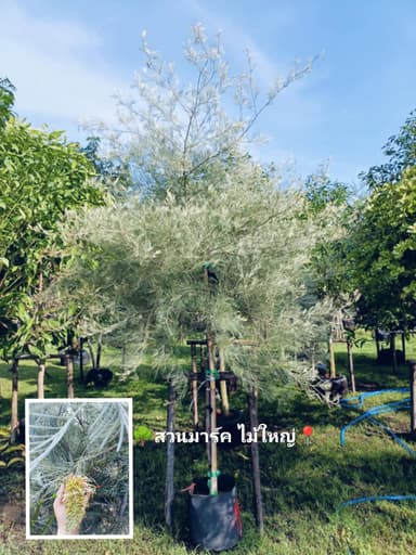 ต้นสนเกรวิลเลียเหลืองเลื้อย