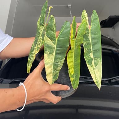 ฟิโลก้านส้มด่าง (Philodendron Billietiae Variegated)