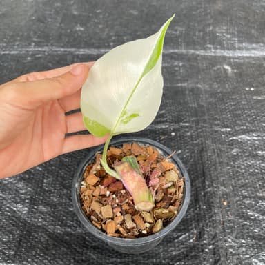 มอนมิ้นท์ (Monstera Mint)