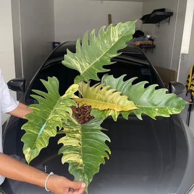 ฟิโลเดนดรอน พิณนาคด่าง หรือ Philodendron Caramel Marble Var.