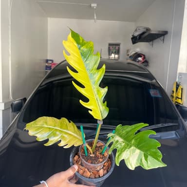 ฟิโลเดนดรอน พิณนาคด่าง หรือ Philodendron Caramel Marble Var.