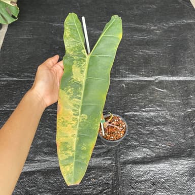 ฟิโลก้านส้มด่าง (Philodendron Billietiae Variegated)