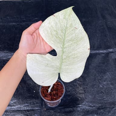 มอนมิ้นท์ (Monstera Mint)
