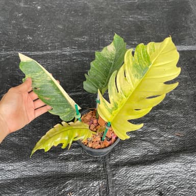 ฟิโลเดนดรอนพิณนาคด่าง Philodendron Caramel Marble Var.