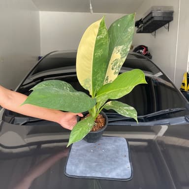 ต้นเศรษฐีวินสันด่าง ไม้มงคล เรียกทรัพย์ Dieffenbachia sp.