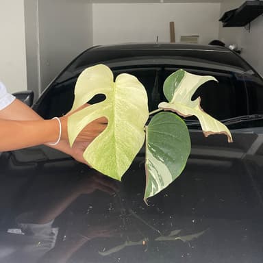 มอนมิ้นท์ (Monstera Mint) 