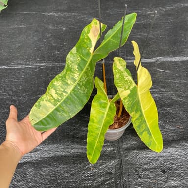 ฟิโลก้านส้มด่าง philodendron billietiae varigated