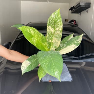 ต้นเศรษฐีวินสันด่าง ไม้มงคล เรียกทรัพย์ Dieffenbachia sp.
