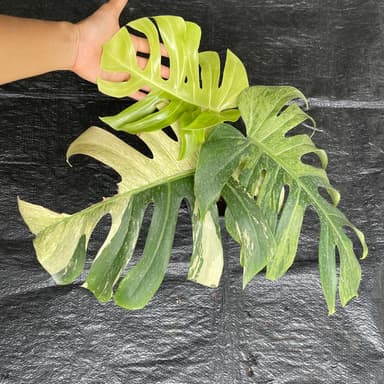 มอนมิ้นท์ (Monstera Mint) 