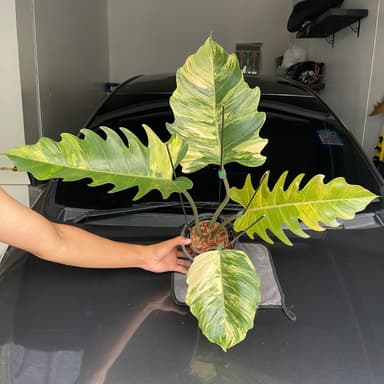 ฟิโลเดนดรอน พิณนาคด่าง หรือ Philodendron Caramel Marble Var.