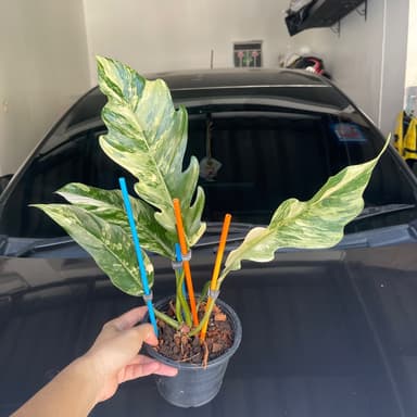 ฟิโลเดนดรอน พิณนาคด่าง Philodendron Caramel Marble Var.