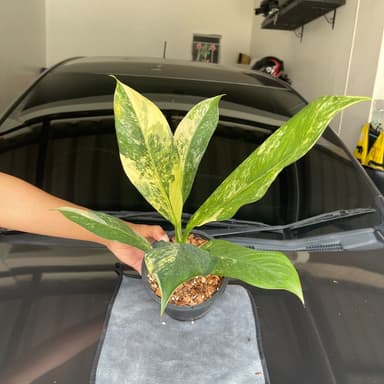 ต้นเศรษฐีวินสันด่าง ไม้มงคล เรียกทรัพย์ Dieffenbachia sp.