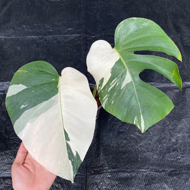 มอนมิ้นท์ (Monstera Mint) 