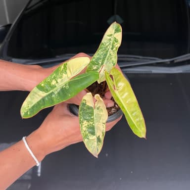 ฟิโลก้านส้มด่าง (Philodendron Billietiae Variegated)