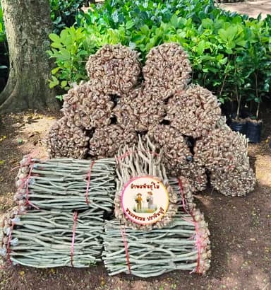 ต้นชะอม