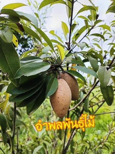 ต้นละมุดกระสวยมาเลย์