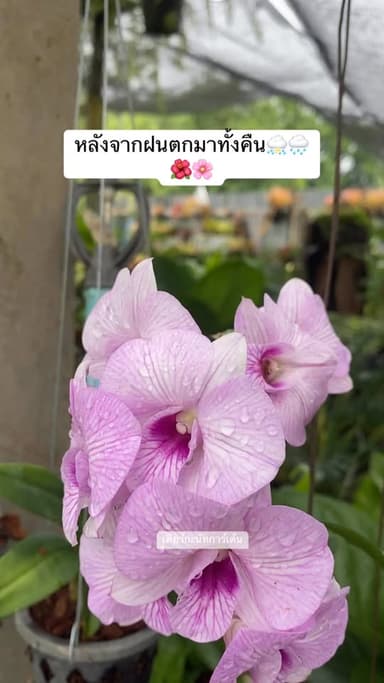 กล้วยไม้สวยงาม