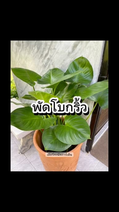 พัดโบกริ้ว