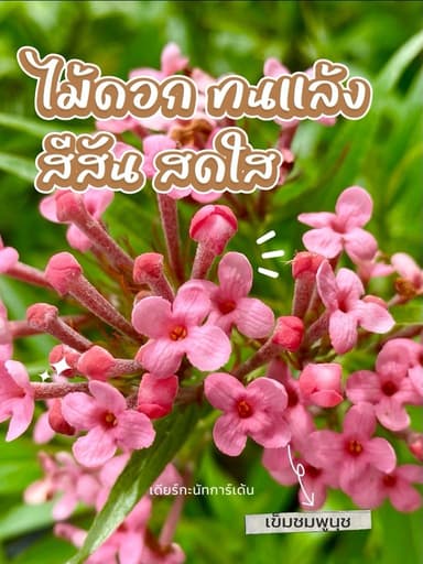 เข็มชมพูนุช